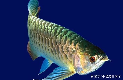 diy龍魚缸