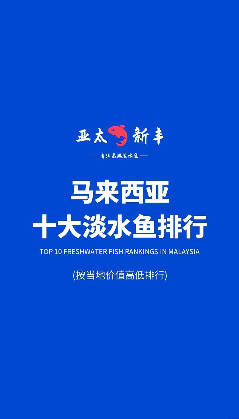 馬來西亞十大名魚的排名規(guī)則，濤濤隨記，馬來西亞十大系海魚大揭秘 馬來西亞十大名魚的排名規(guī)則，濤濤隨記，馬來西亞十大系海魚大揭秘 龍魚百科 第5張