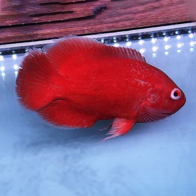 森森的英文怎么翻譯 森森的英文怎么翻譯 森森魚缸 第2張