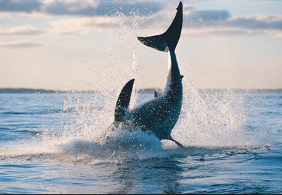 紅龍魚用什么燈好養（養金龍用什么燈）