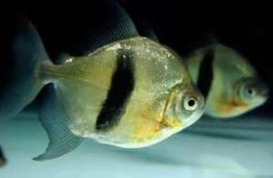 不想養魚了魚和魚缸怎么處理：不想養魚時，處理魚和魚缸的方法有多種，可以根據您的實際情況選擇