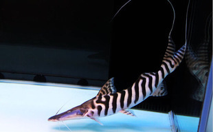 桂魚(yú)魚(yú)缸怎么養(yǎng)水草視頻教程(松鼠魚(yú)怎么切的花刀) 魟魚(yú)百科 第1張 桂魚(yú)魚(yú)缸怎么養(yǎng)水草視頻教程(松鼠魚(yú)怎么切的花刀) 桂魚(yú)魚(yú)缸怎么養(yǎng)水草視頻教程(松鼠魚(yú)怎么切的花刀) 魟魚(yú)百科 第1張