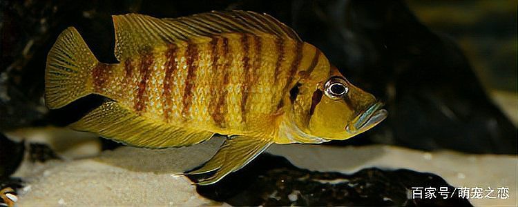 三湖慈鯛十大最漂亮的魚圖片，東非三湖慈鯛的色彩演繹