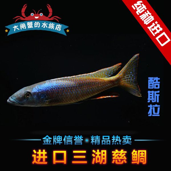 三湖慈鯛十大最漂亮的魚圖片，東非三湖慈鯛的色彩演繹