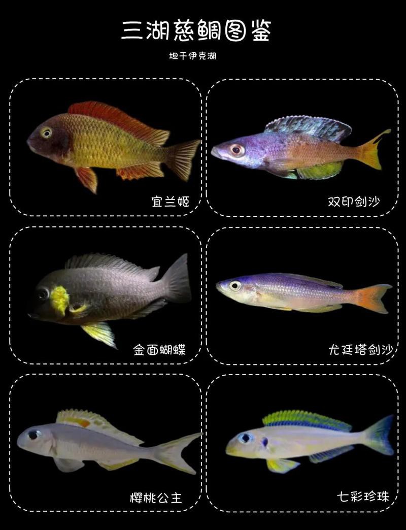 三湖慈鯛十大最漂亮的魚圖片，東非三湖慈鯛的色彩演繹