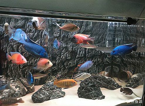 三湖慈鯛十大最漂亮的魚圖片，東非三湖慈鯛的色彩演繹