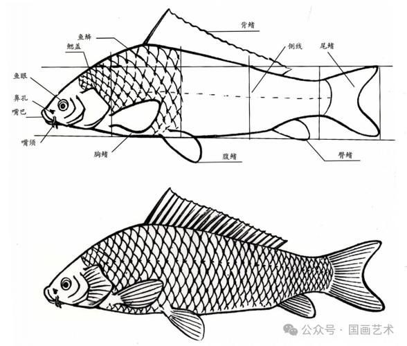 鯉魚的身體結構圖及介紹，鯉魚的身體結構
