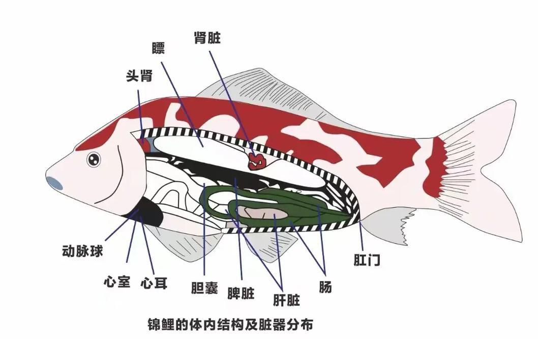 鯉魚的身體結構圖及介紹，鯉魚的身體結構