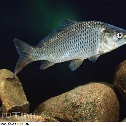 鯉魚的身體結構圖及介紹，鯉魚的身體結構
