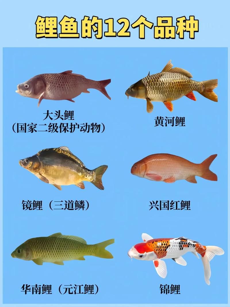 鯉魚的身體結構圖及介紹，鯉魚的身體結構