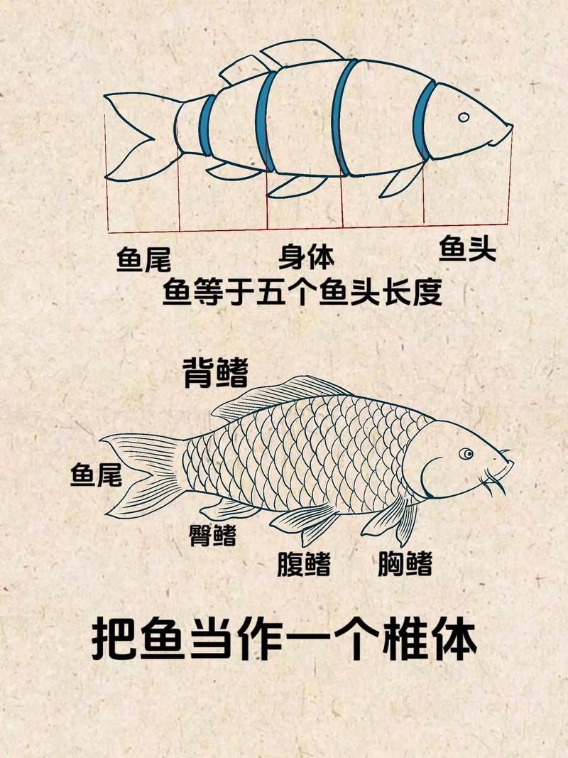 鯉魚的身體結構圖及介紹，鯉魚的身體結構