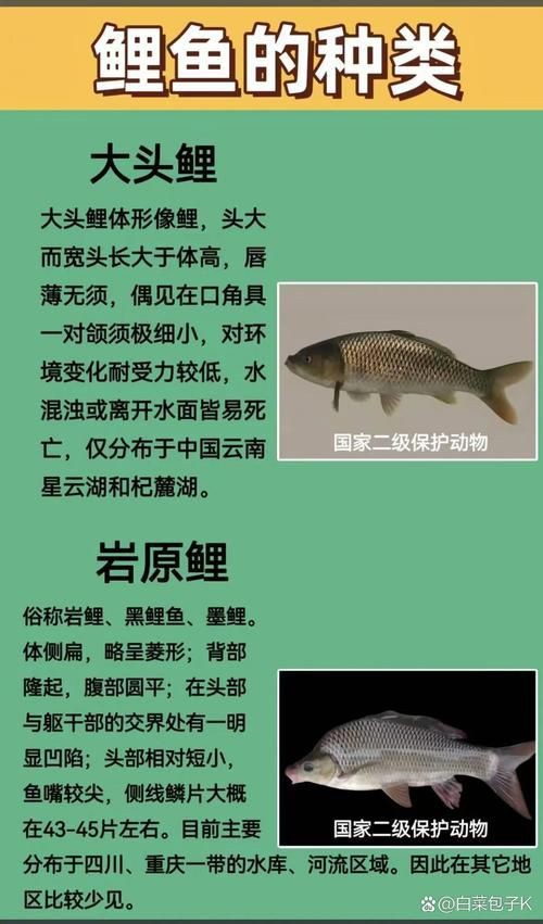 鯉魚的身體結構圖及介紹，鯉魚的身體結構