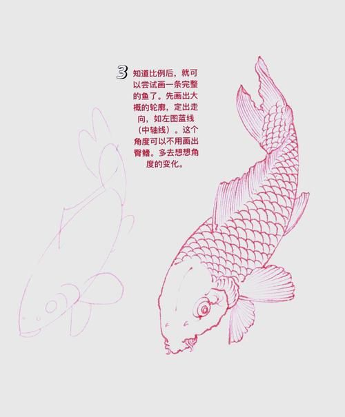 鯉魚的身體結構圖及介紹，鯉魚的身體結構