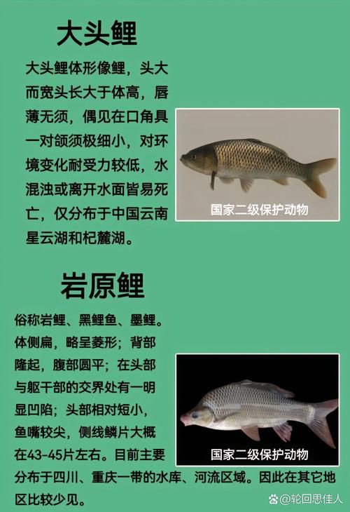 鯉魚的身體結構圖及介紹，鯉魚的身體結構