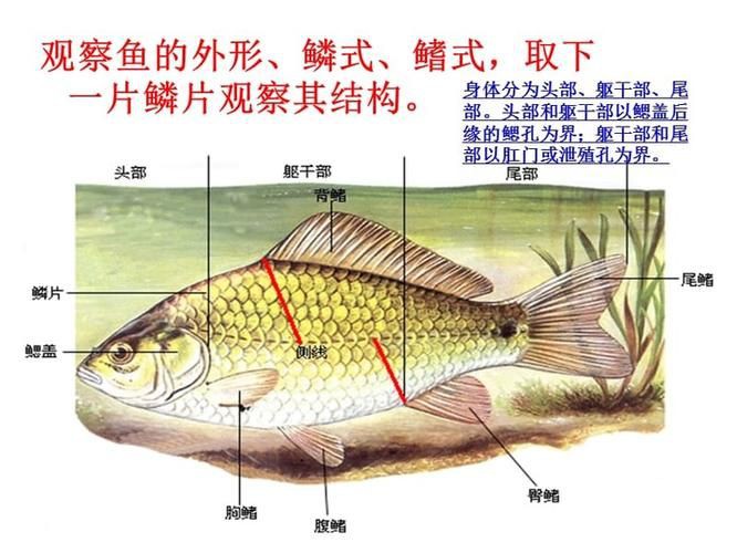 鯉魚的身體結構圖及介紹，鯉魚的身體結構