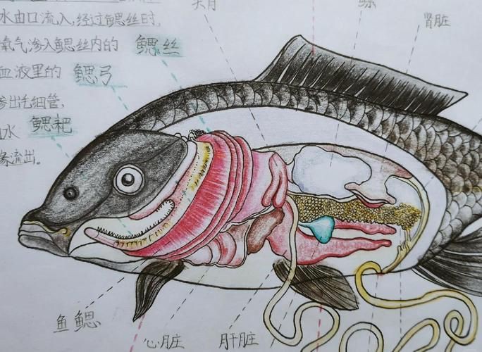 鯉魚的身體結構圖及介紹，鯉魚的身體結構