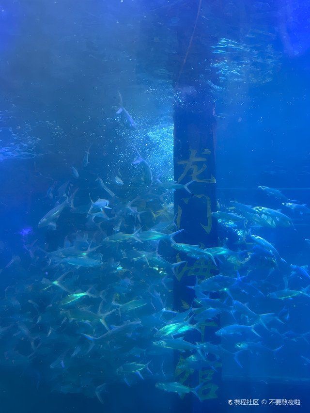 洛陽一二水族分布，探秘洛陽龍門海洋館 洛陽一二水族分布，探秘洛陽龍門海洋館 龍魚百科 第1張