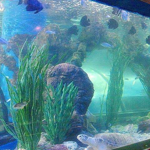 洛陽一二水族分布，探秘洛陽龍門海洋館 洛陽一二水族分布，探秘洛陽龍門海洋館 龍魚百科 第5張