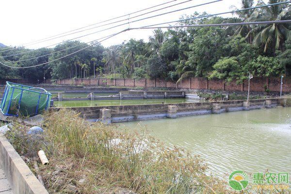 鰻魚為什么不能隨便養，《鰻魚為什么不能隨便養》