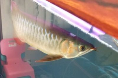 烏魯木齊哪里賣魚缸好點的(烏魯木齊哪里賣魚缸好點的店)
