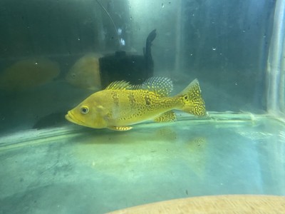 鲅魚圈二手魚缸出售電話(遼寧營口除甲醛哪家比較專業(yè)哪位知道) 魟魚百科 第2張 鲅魚圈二手魚缸出售電話(遼寧營口除甲醛哪家比較專業(yè)哪位知道) 鲅魚圈二手魚缸出售電話(遼寧營口除甲醛哪家比較專業(yè)哪位知道) 魟魚百科 第2張