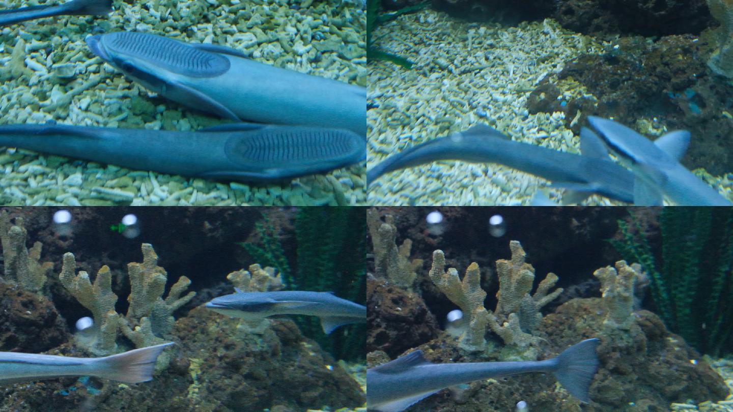 20厘米金龍魚喂什么好