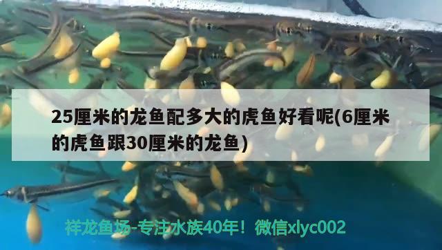 銀龍魚 25厘米的龍魚配多大的虎魚好看呢(6厘米的虎魚跟30厘米的龍魚) 虎魚百科 25厘米的龍魚配多大的虎魚好看呢(6厘米的虎魚跟30厘米的龍魚) 25厘米的龍魚配多大的虎魚好看呢(6厘米的虎魚跟30厘米的龍魚) 虎魚百科