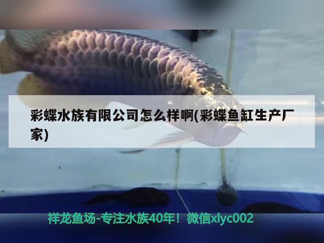 彩蝶水族有限公司怎么樣啊(彩蝶魚缸生產廠家) 彩蝶水族有限公司怎么樣啊(彩蝶魚缸生產廠家) 魟魚百科