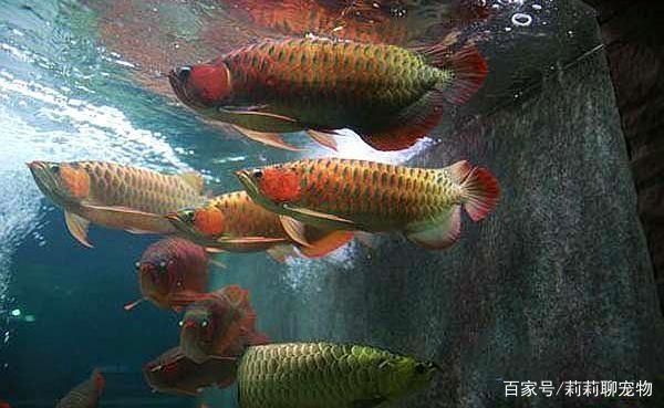 金龍魚和紅龍魚哪個好喂：金龍魚和紅龍魚在喂養方面相對容易一些