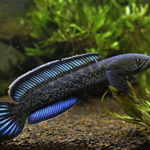 鬼王雷龍能長多少厘米，雷龍魚大全之常見中型雷龍篇 鬼王雷龍能長多少厘米，雷龍魚大全之常見中型雷龍篇 龍魚百科 第1張