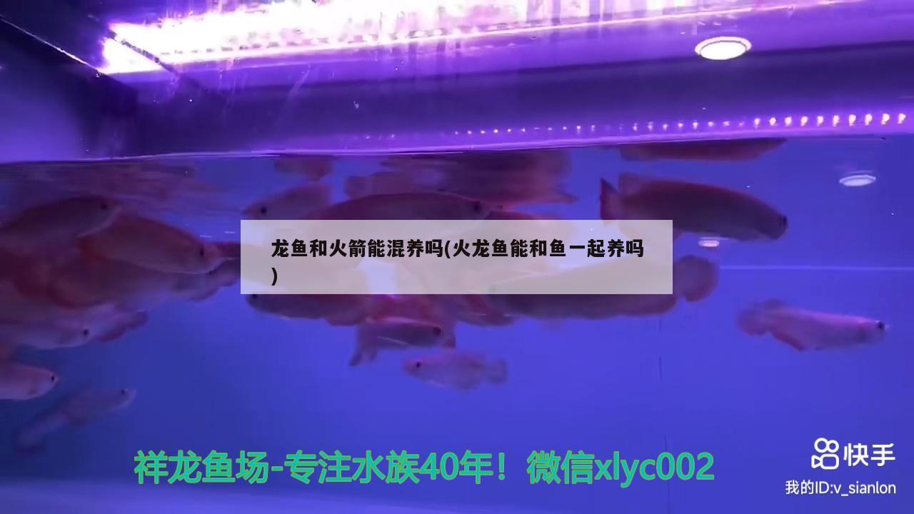 龍魚和火箭能混養嗎(火龍魚能和魚一起養嗎)