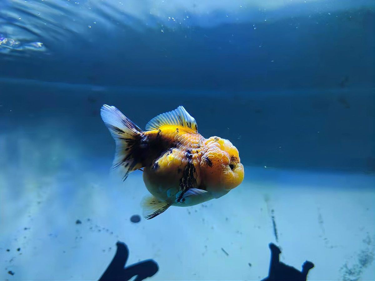 混養魚不能混養的原因，混養魚不能混養的原因是混養的重要禁忌,混養的原因