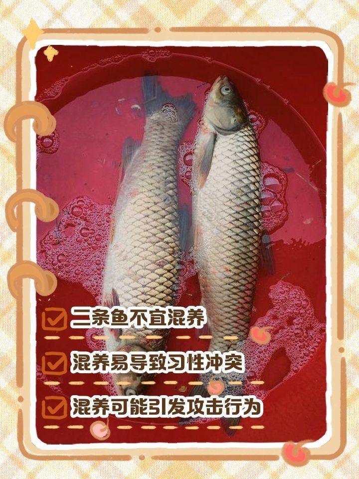 混養(yǎng)魚不能混養(yǎng)的原因，混養(yǎng)魚不能混養(yǎng)的原因是混養(yǎng)的重要禁忌,混養(yǎng)的原因