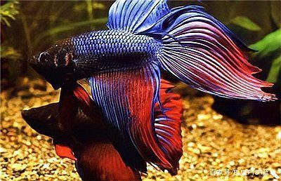 混養魚不能混養的原因，混養魚不能混養的原因是混養的重要禁忌,混養的原因