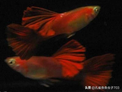博特魚缸安裝教程視頻(博特魚缸怎么換水) 博特魚缸安裝教程視頻(博特魚缸怎么換水) 博特水族 第2張