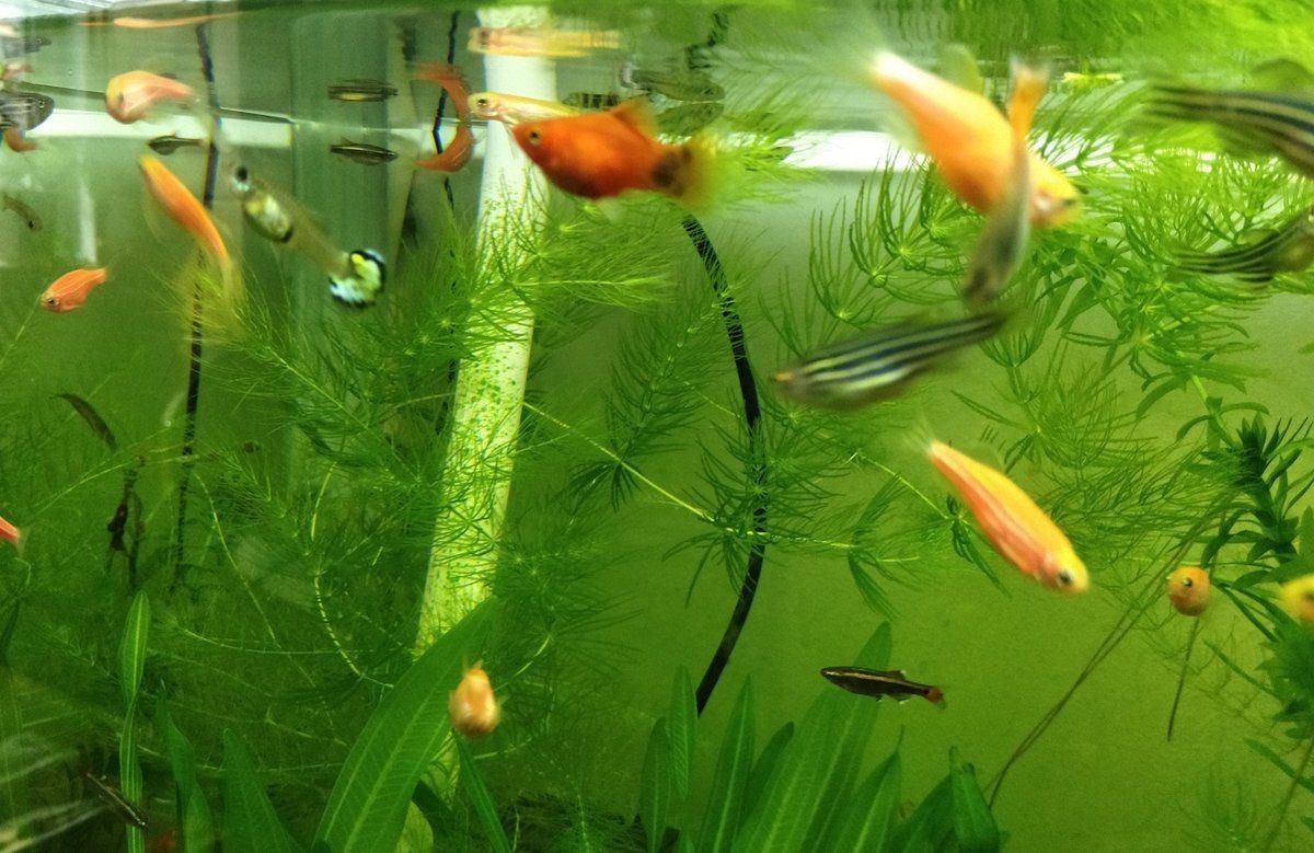 米奇魚能和孔雀魚混養嗎，米奇魚與孔雀魚能混養嗎