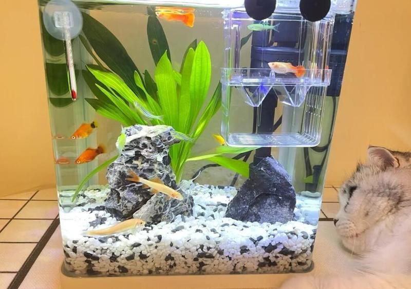 米奇魚能和孔雀魚混養(yǎng)嗎，米奇魚與孔雀魚能混養(yǎng)嗎