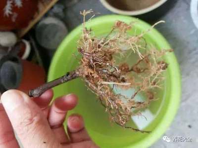 BD魟魚常見食物種類介紹，bd魟魚的喂養方法 BD魟魚常見食物種類介紹，bd魟魚的喂養方法 魟魚百科 第2張