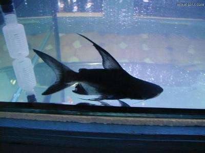 涇川縣都市花語花卉店