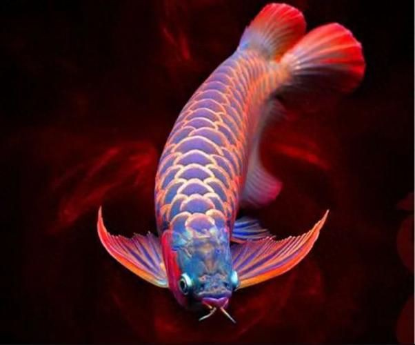 泗水龍魚(yú)最貴的三個(gè)品種圖片，泗水龍魚(yú)中最為珍貴的三個(gè)品種包括辣椒紅龍、血紅龍和金頭過(guò)背金龍