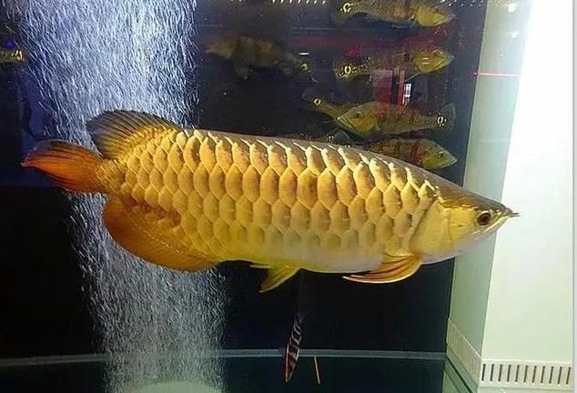 泗水龍魚(yú)最貴的三個(gè)品種圖片，泗水龍魚(yú)中最為珍貴的三個(gè)品種包括辣椒紅龍、血紅龍和金頭過(guò)背金龍