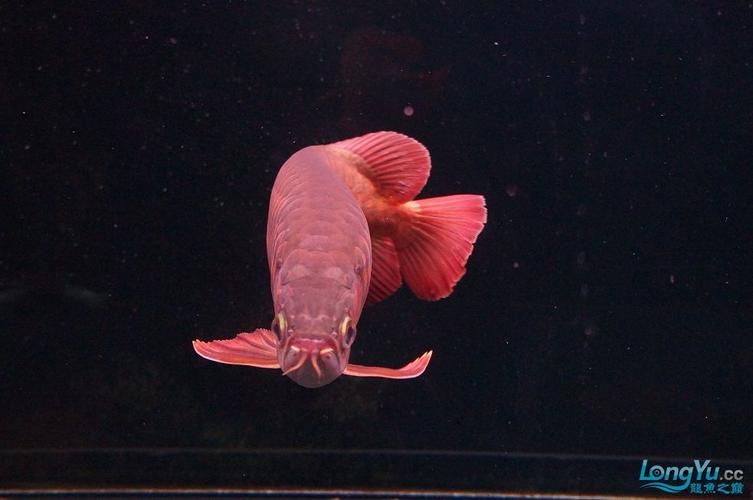 泗水龍魚(yú)最貴的三個(gè)品種圖片，泗水龍魚(yú)中最為珍貴的三個(gè)品種包括辣椒紅龍、血紅龍和金頭過(guò)背金龍