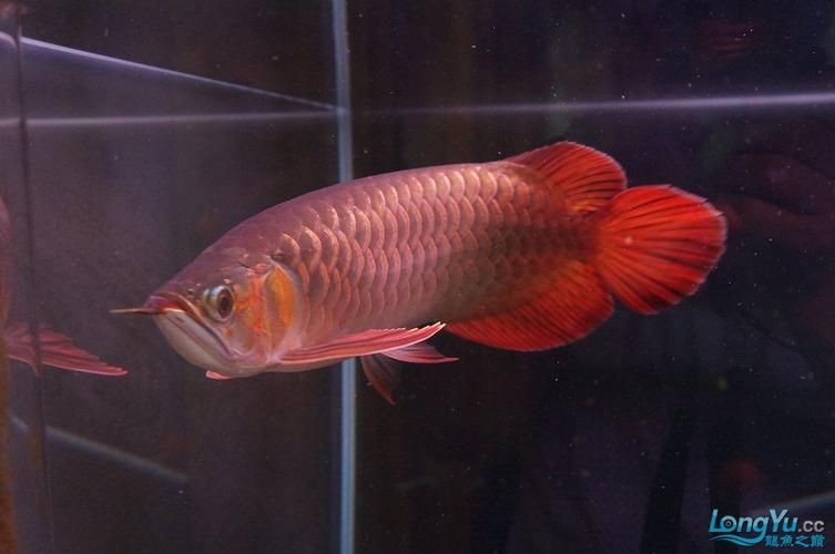 泗水龍魚(yú)最貴的三個(gè)品種圖片，泗水龍魚(yú)中最為珍貴的三個(gè)品種包括辣椒紅龍、血紅龍和金頭過(guò)背金龍