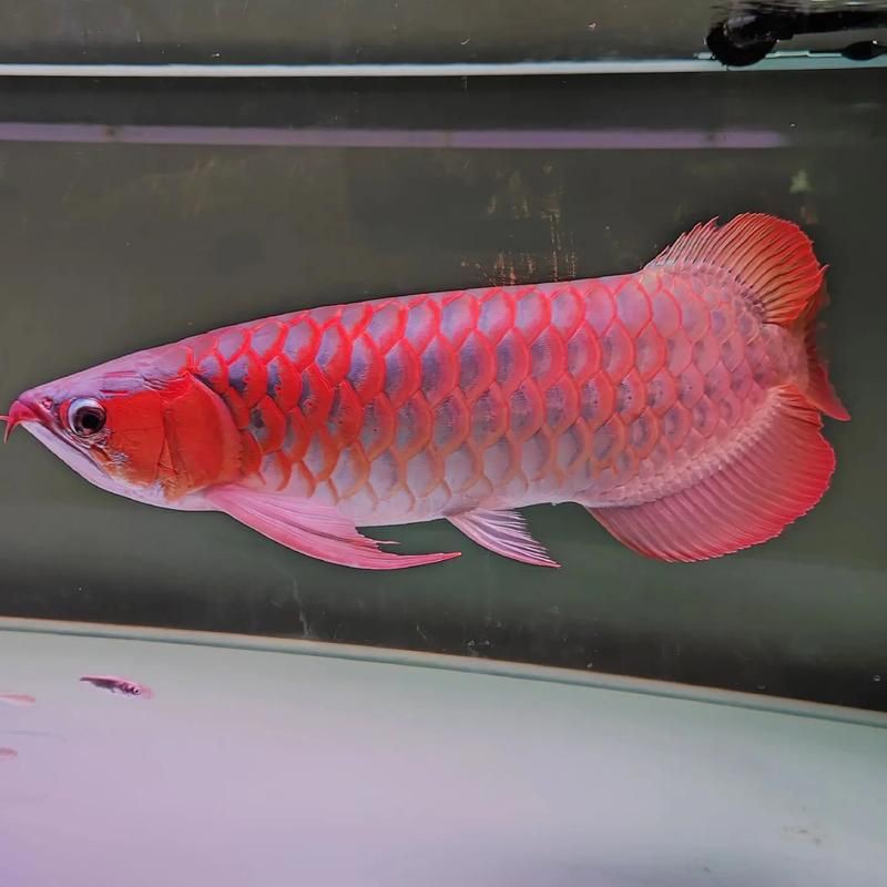 泗水龍魚(yú)最貴的三個(gè)品種圖片，泗水龍魚(yú)中最為珍貴的三個(gè)品種包括辣椒紅龍、血紅龍和金頭過(guò)背金龍