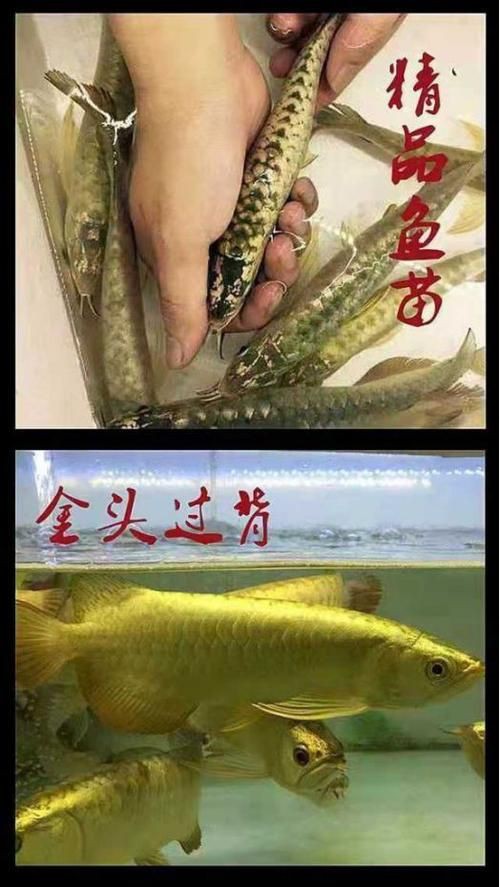 泗水龍魚(yú)最貴的三個(gè)品種圖片，泗水龍魚(yú)中最為珍貴的三個(gè)品種包括辣椒紅龍、血紅龍和金頭過(guò)背金龍