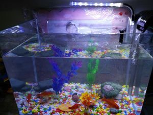 超白魚缸和至純魚缸差距大么：超白魚缸與至純魚缸的區(qū)別