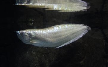 銀龍魚十大品牌