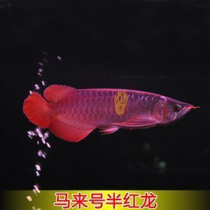 紅龍魚的品種和等級怎么分：紅龍魚品種和等級的劃分 紅龍魚的品種和等級怎么分：紅龍魚品種和等級的劃分 紅龍魚百科 第3張