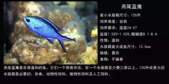 翡翠藍(lán)金龍魚（藍(lán)翡翠魚圖片）
