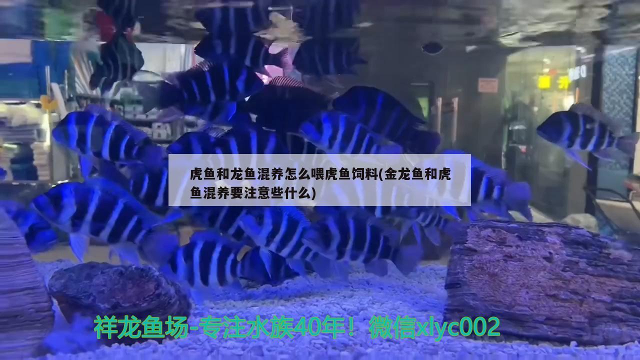 虎魚和龍魚混養怎么喂虎魚飼料(金龍魚和虎魚混養要注意些什么)